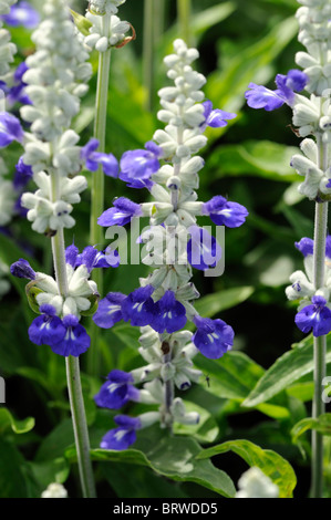 Salvia Farinacea Referenz Bi Farbe weiß blau blühende Salbei Mealy-Cup zarte mehrjährige krautige Pflanze Blumen blühen Blüte Stockfoto