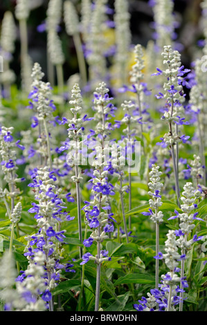 Salvia Farinacea Referenz Bi Farbe weiß blau blühende Salbei Mealy-Cup zarte mehrjährige krautige Pflanze Blumen blühen Blüte Stockfoto