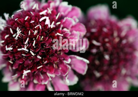 Scabiosa Burgund Mützen Mütze Nadelkissen Blume Form von Atropurpurea Blume Blüte Blüte rot lila weißen Staubfäden mehrjährige Stockfoto