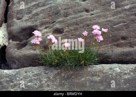 Sparsamkeit wächst zwischen Gelenke in Steinblöcke an der Meeresküste an Ravenglass Cumbria in England Stockfoto