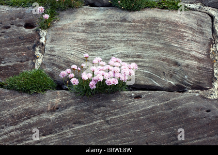 Sparsamkeit wächst zwischen Gelenke in Steinblöcke an der Meeresküste an Ravenglass Cumbria in England Stockfoto