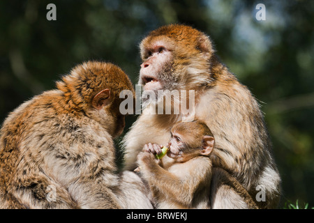 Familie von Barbary Affen, Stockfoto