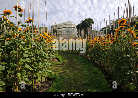 Sonnenblume Helianthus Annuus Labyrinth unterstützt Unterstützung Zug Bambus Spazierstock Blüte botanischen Garten Dublin Glasnevin Irland Stockfoto