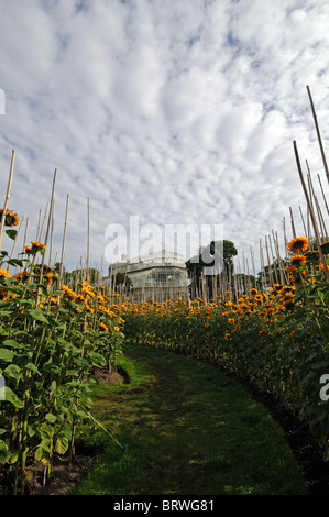 Sonnenblume Helianthus Annuus Labyrinth unterstützt Unterstützung Zug Bambus Spazierstock Blüte botanischen Garten Dublin Glasnevin Irland Stockfoto