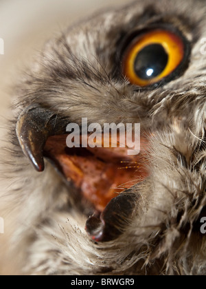 Nahaufnahme von einem ausgestopften Uhu. Stockfoto