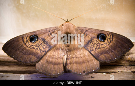 Australische Motte zeigt seinen Abwehrmechanismus - "Augen" auf der Rückseite seiner Flügel Stockfoto