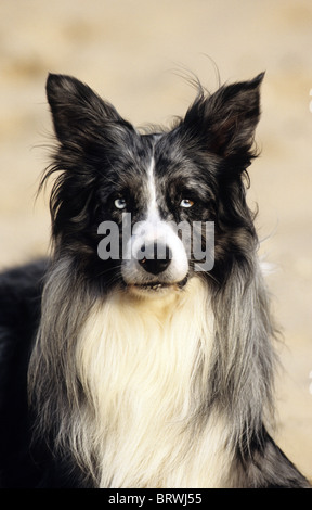 Australian Shepherd (Canis Lupus Familiaris). Porträt des Mannes. Stockfoto