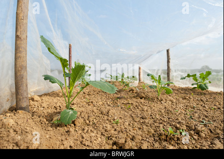 Nahaufnahme des jungen Broccoli in Zeilen in einem Mini-low-Level-Poly-Tunnel unter einer plastischen Deckung angebaut Stockfoto