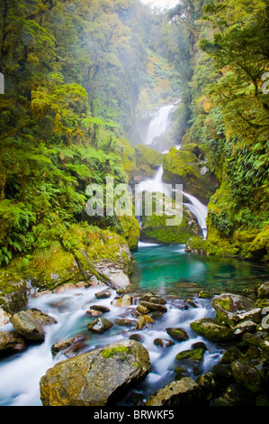 Mackay fällt üppig-Einstellung auf dem Milford Track, Neuseeland. Stockfoto