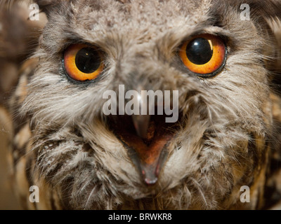 Nahaufnahme von einem ausgestopften Uhu. Stockfoto