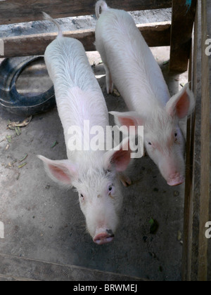 Bolivien ECOTOPS Projekte in Alto Beni. Schweine Remolinos. Foto von Sean Sprague Stockfoto