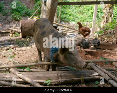 Bolivien ECOTOPS Projekte in Alto Beni. Schweine Remolinos. Foto von Sean Sprague Stockfoto