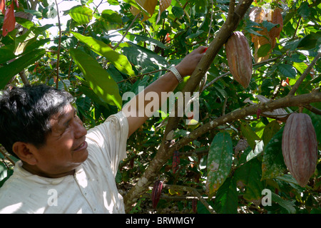 Bolivien ECOTOPS Projekte in Alto Beni. Estamislao Quispe ernten Kakao, Remolinos. Foto von Sean Sprague Stockfoto