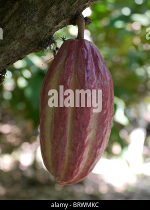 Bolivien ECOTOPS Projekte in Alto Beni. Kakao-Frucht. Foto von Sean Sprague Stockfoto