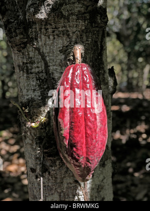 Bolivien ECOTOPS Projekte in Alto Beni. Kakao-Frucht. Foto von Sean Sprague Stockfoto