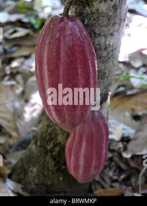 Bolivien ECOTOPS Projekte in Alto Beni. Kakao-Frucht. Foto von Sean Sprague Stockfoto