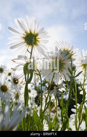Hintergrundbeleuchtete weiße Gänseblümchen, Augenopfade, Asteraceae Stockfoto