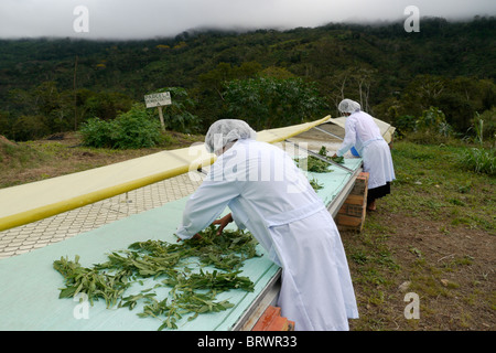 Bolivien-Anlage für die Verarbeitung von Arznei- und Gewürzpflanzen Kräuter, Chizchipani, Caranavi. Stockfoto