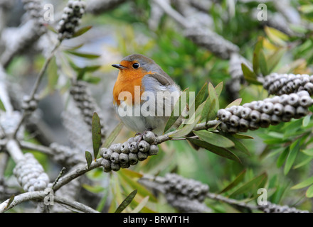 Ein Rotkehlchen thront auf Zweig Stockfoto