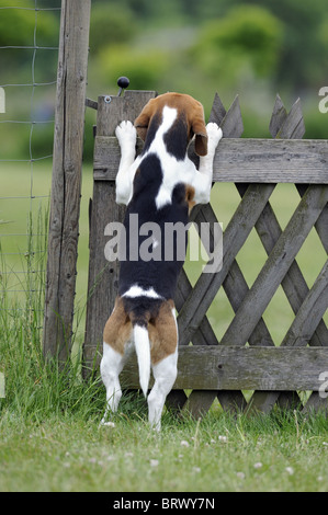 Beagle (Canis Lupus Familiaris). Welpe stehend auf ihren Hinterbeinen auf ein Gartentor. Stockfoto