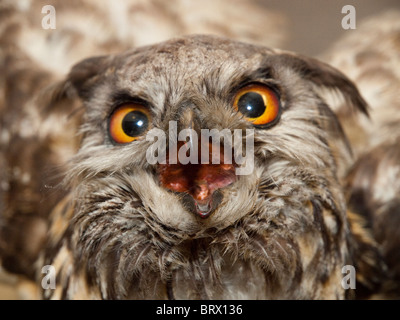 Nahaufnahme von einem ausgestopften Uhu. Stockfoto