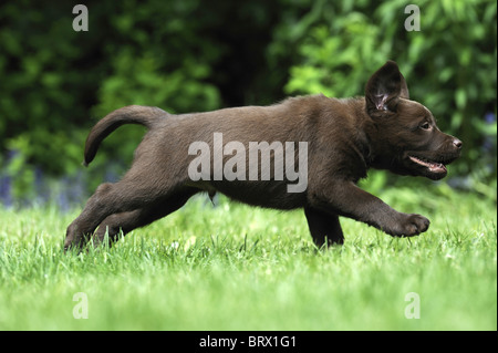 Labrador Retriever, Chocolate Labrador (Canis Lupus Familiaris), braune Welpen laufen auf einer Wiese. Stockfoto