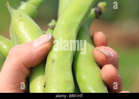 Frisch gepflückten Bohnen in ihren Hülsen Stockfoto