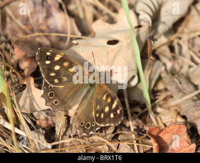 Gesprenkelte Holz Schmetterling getarnt unter Laub am Waldboden Stockfoto