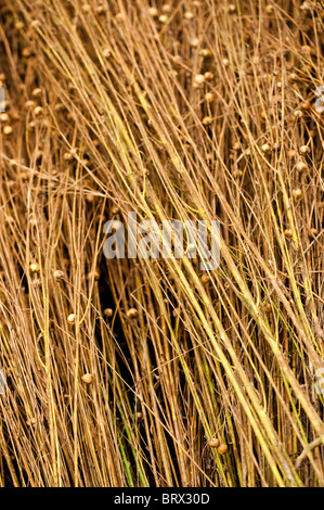 Lein, Linum usitatissimum Stockfoto