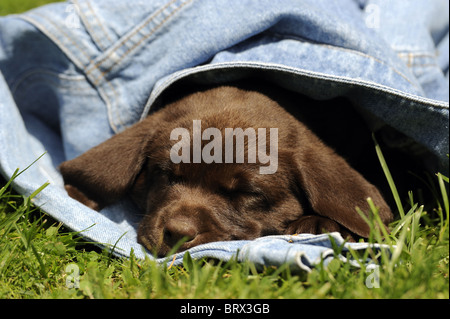 Labrador Retriever, Chocolate Labrador (Canis Lupus Familiaris), Welpen schlafen in eine Jeansjacke. Stockfoto