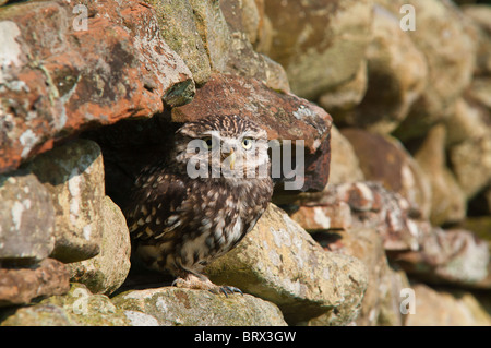 Steinkauz in Trockenmauer Stockfoto