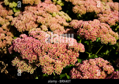 Hylotephium oder Sedum blüht im Spätsommer Stockfoto