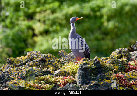 Rotbeinige Kormoran (Phalacrocorax Gaimardi) in Chile. Stockfoto