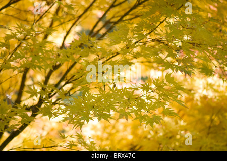 Nahaufnahme Bild von der schönen Herbstfarben der japanischen Ahornbaum verlässt auch bekannt als Acer Palmatum. Stockfoto
