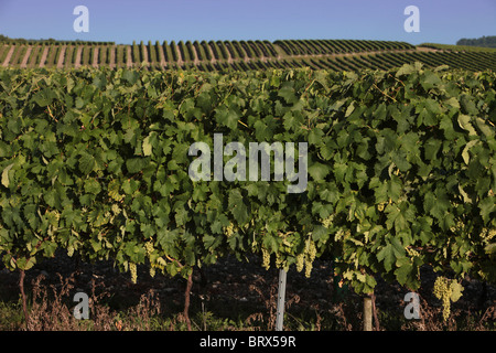 COGNAC-WEINBERG, WEINGUT IN FAMILIENBESITZ FRAPIN BEFINDET SICH IN LIGNIERES SONNEVILLE, GRANDE CHAMPAGNE, FRANKREICH, CHARENTE (16) Stockfoto
