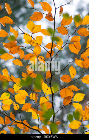 Hell Herbstblätter farbige Birke - Betula, lebendigen Farben von Orange und gelb Stockfoto