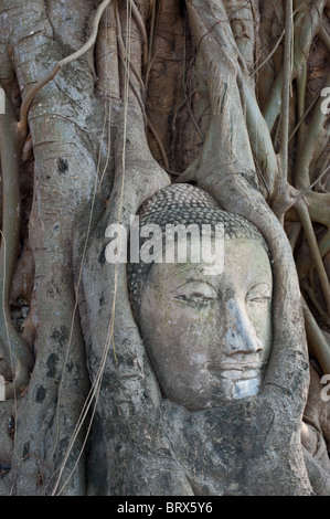 Buddha-Kopf vom Baum überwuchert Stockfoto