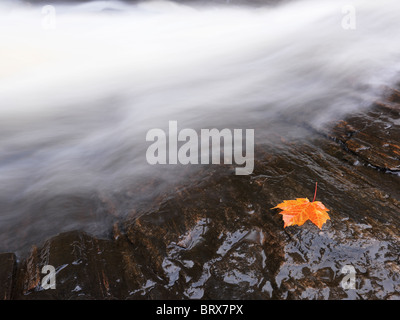 Rotes Ahornblatt auf einem Felsen am Bachrand Wasserfall liegen. Ontario, Kanada. Stockfoto