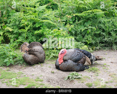 Freilandhaltung Puten Stockfoto