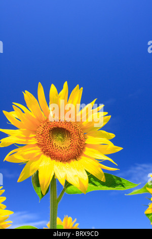 Sonnenblume gegen blauen Himmel Stockfoto