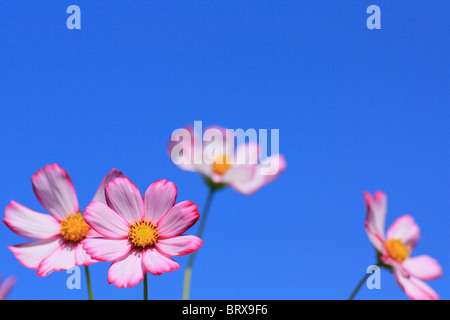 Cosmos Blumen gegen den blauen Himmel Stockfoto