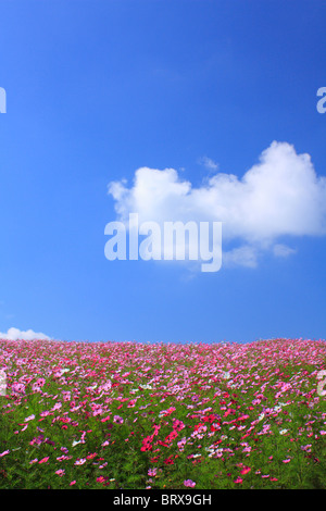 Blauer Himmel über Kosmos Blume Bereich Stockfoto