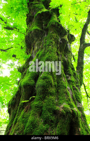 Moos auf Baumstamm Stockfoto