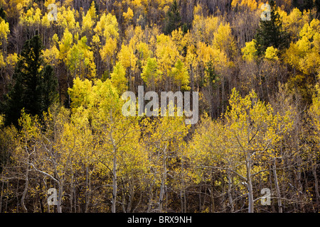 Espe Bäume im Herbst, Greens Creek Trail, San Isabel National Forest, Colorado, USA Stockfoto