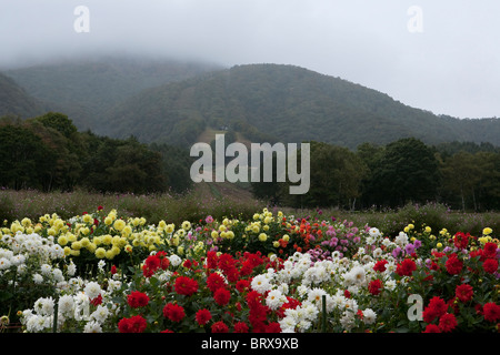 Dahlien blühen an Kurohime Plateau an regnerischen Tag Stockfoto