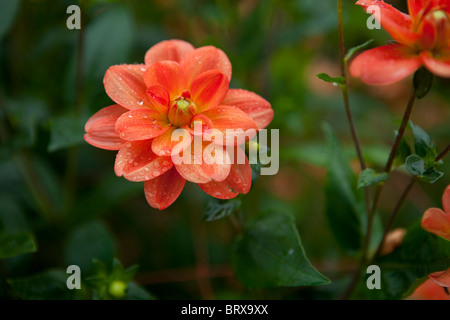 Dahlien blühen an Kurohime Plateau Stockfoto