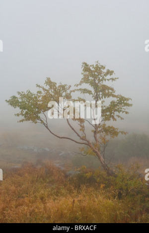 Die herbstlichen Baum im Nebel Stockfoto