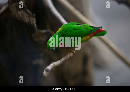 Blue-Crowned hängenden Papagei auf Zweig Stockfoto