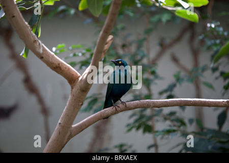 Mehr Blue-Eared Glossy Starling Stockfoto