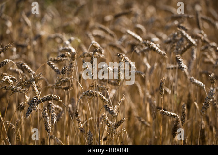 Weizen, Triticum Aestivum, wächst in The Eden Project in Cornwall, Großbritannien Stockfoto